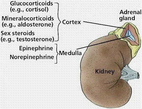 15 Types of Glands in Human Body & their Functions