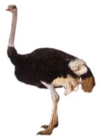 Ostrich PNG images free download