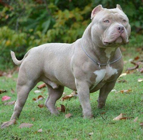 Blue Fawn Color | American Bully - Micro, Pocket, Classic, Standard, XL & XXL | Pinterest ...