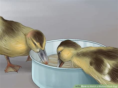 How to Hatch a Mallard Duck Egg: 14 Steps (with Pictures)