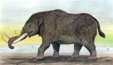 Prehistoric Beast of the Week: Mastodon: Beast of the Week