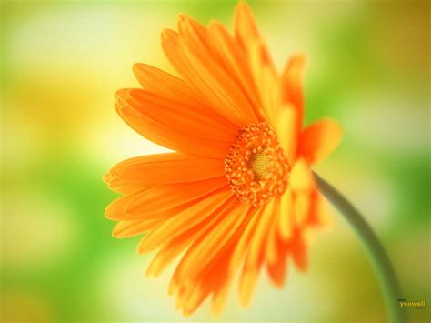 Orange Flowers wallpaper | 1600x1200 | #66535