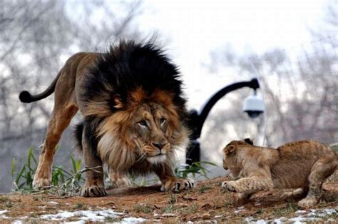 Lion & Cub – 1Funny.com