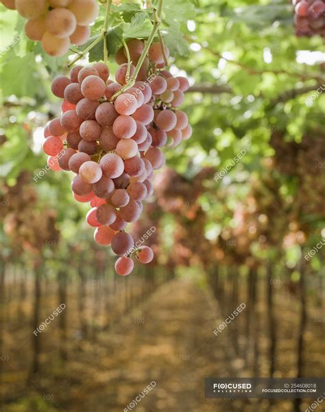 Ripe red grapes on vine in vineyard, close-up — plants, rows - Stock Photo | #254608018