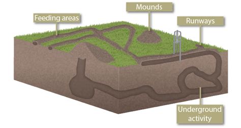 Moles: Damage Management | Natural Resource Stewardship