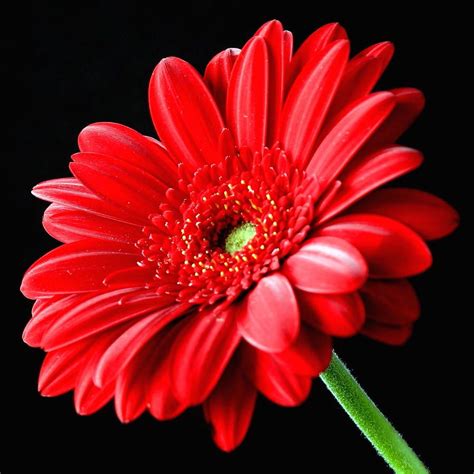 Red Gerbera Daisy Flower On Black | Gerbera, Flowers and Beautiful flowers