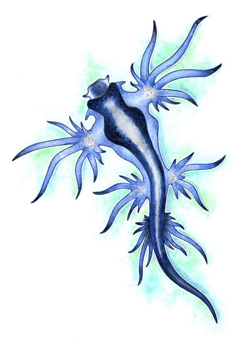 Blue Dragon Sea Slug Glaucus Atlanticus Original Watercolour | Etsy