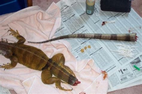 Damage to the tail iguanas | Our Reptile Forum