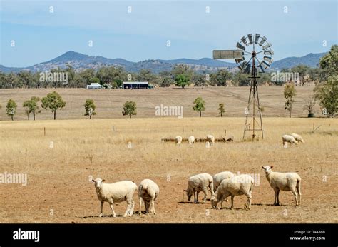 Sheep farming australia hi-res stock photography and images - Alamy