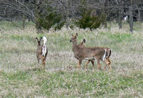 File:White tailed deer at Chalco Hills.jpg - Wikipedia, the free encyclopedia