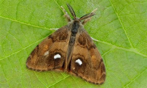 Rusty Tussock Moth– Identification, Life Cycle, Facts & Pictures