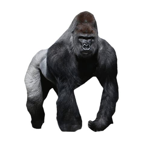 Eastern Lowland Gorilla PNG Images (Transparent HD Photo Clipart) | Gorilla, Eastern lowland ...