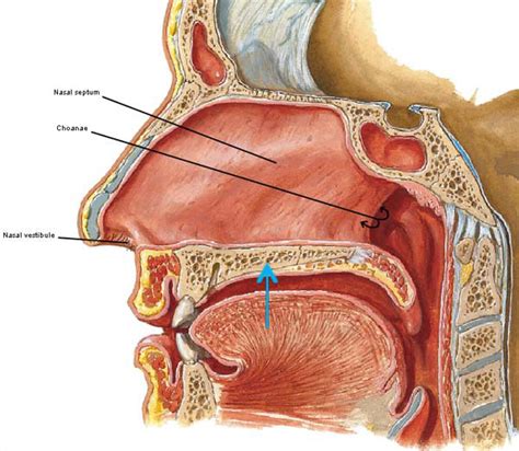 nasal septum – Outlander Anatomy