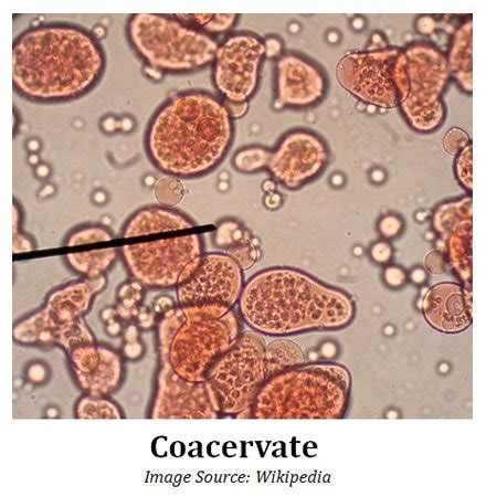 Molecular Evolution: Modern Theory of Origin of Life | Easy Biology Class