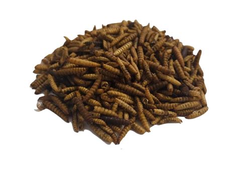 Dried Calci Worms