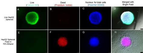 Live Dead Cell Viability Assay Kit for 3D and 2D cell culture | CBA415