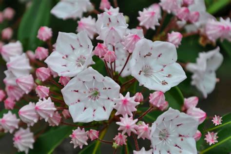 30 Best Shrubs for Shade