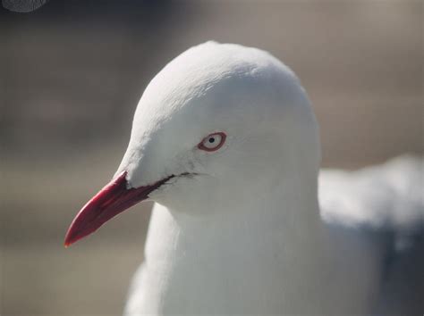 Seagull Eye Photograph by Martin Daly - Fine Art America