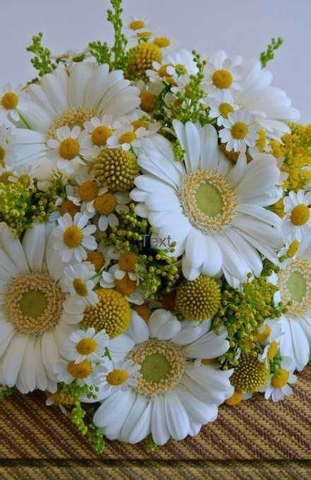 [6+] Daisy Flowers Bouquet Images | #The Expert