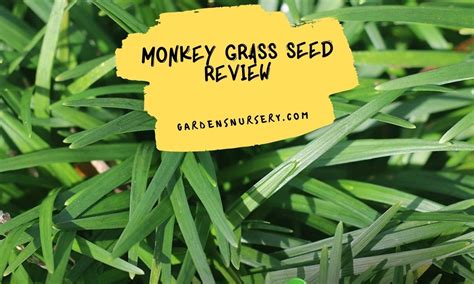 Top Monkey Grass Seed Review | GARDENS NURSERY