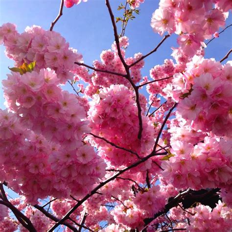 Cherry blossom at Kungsträdgården (Swedish for "King's Garden") a park in central Stockholm, Sweden.