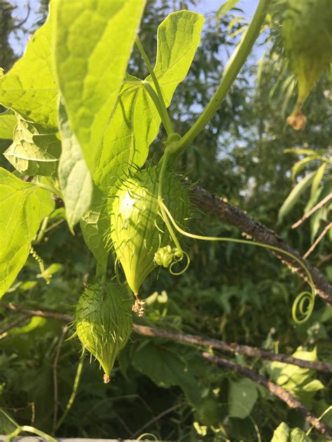 Weird green pods in the Willamette Valley in Oregon! Curly vines so it ...