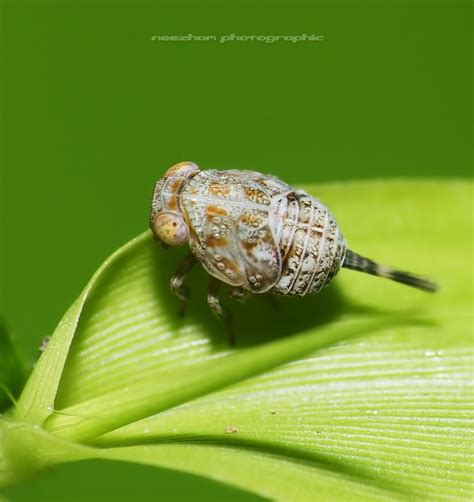 Planthopper with brown patterns ~ Weird and wonderful news library