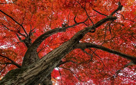 Red Maple Tree Wallpaper