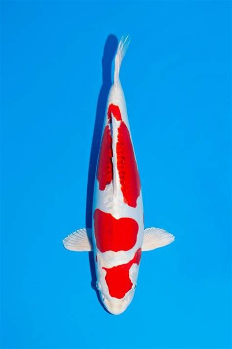 kohaku | Koi fish, Japanese koi, Koi