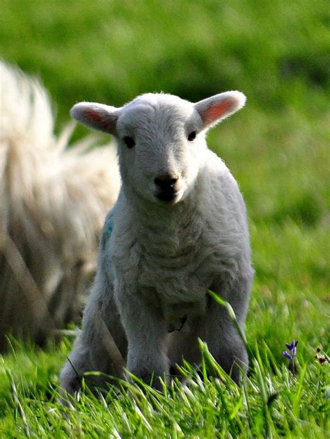 Two Adorable Lambs in the Grass