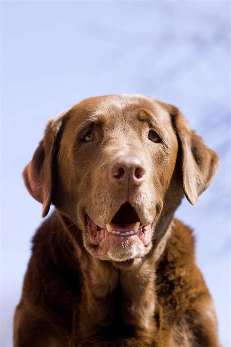 Portrait Of Chocolate Lab Photograph by Nick LaVecchia