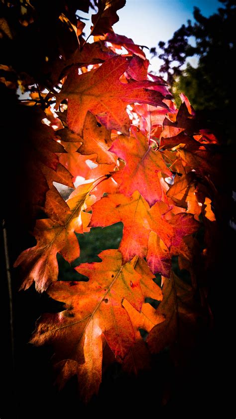 Early morning glow | Oaks afire in the northern hemisphere | CAJC: in the PNW | Flickr