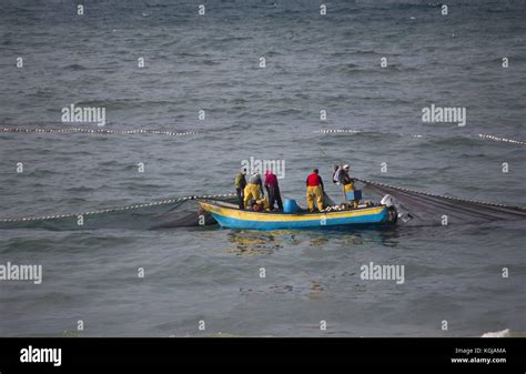 Gaza City, The Gaza Strip, Palestine. 8th Nov, 2017. Palestinian fishermen pull in their net ...