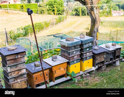 Hive bee italy hi-res stock photography and images - Alamy