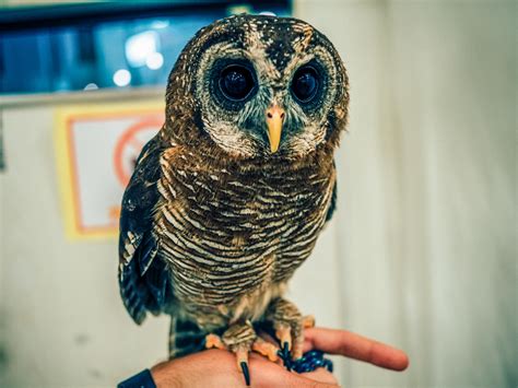 Owl Cafe - A Crazy Experience You Have To Try In Tokyo