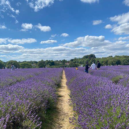 Mayfield Lavender Farm (Banstead) - 2020 All You Need to Know BEFORE You Go (with Photos ...