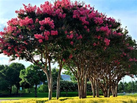 What Trees Bloom In Summer: Best Summer Flowering Trees