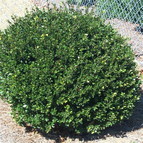 Japanese Holly Compacta - Johnson Nursery Corporation