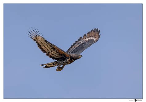 African Crowned Eagle | Backcountry Gallery Photography Forums