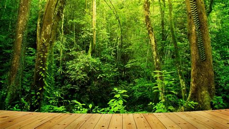 Tropical Rainforest Wallpaper (58+ pictures)