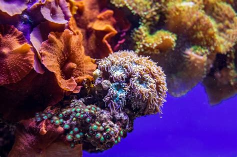 Premium Photo | Colorful coral reef with sea anemones, underwater life