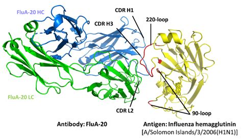 Antigen-Antibody Interactions – Meiler Lab