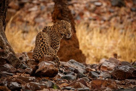 Wildlife Tourism In Central India - Forsyth Lodge