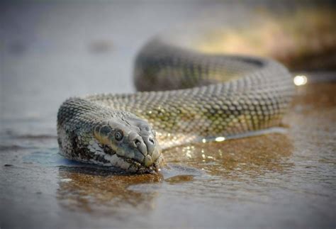 Beaked Sea Snake – "OCEAN TREASURES" Memorial Library