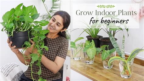 How To Grow Plants Indoors – Epsilonbef