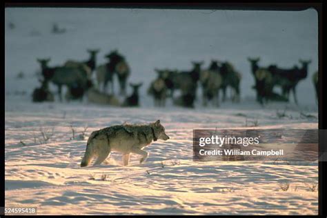 384 Wolves Yellowstone Park Stock Photos, High-Res Pictures, and Images ...