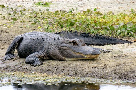 +54 Curiosidades del Caimán: Conoce todo sobre este asombroso reptil