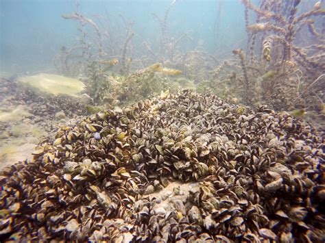 Mussels Black Lake