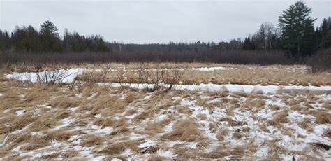 Bogs and Fens - Helianthus | Environmentally Sustainable Landscapes