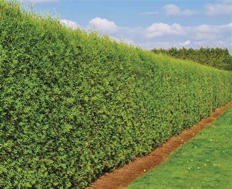 Arborvitae Hedges for Sale | Emerald Green, Green Giant Arborvitae